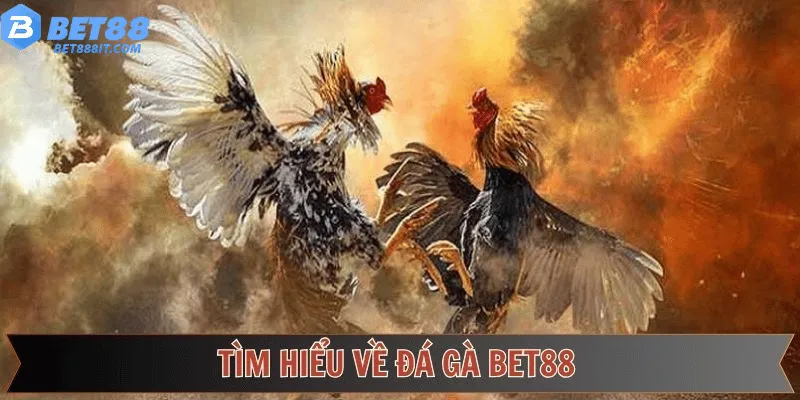 Tìm hiểu về đá gà bet88